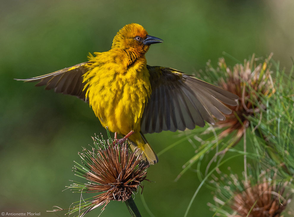 Лучшие фотографии Африки 2020 Африка,фотографии