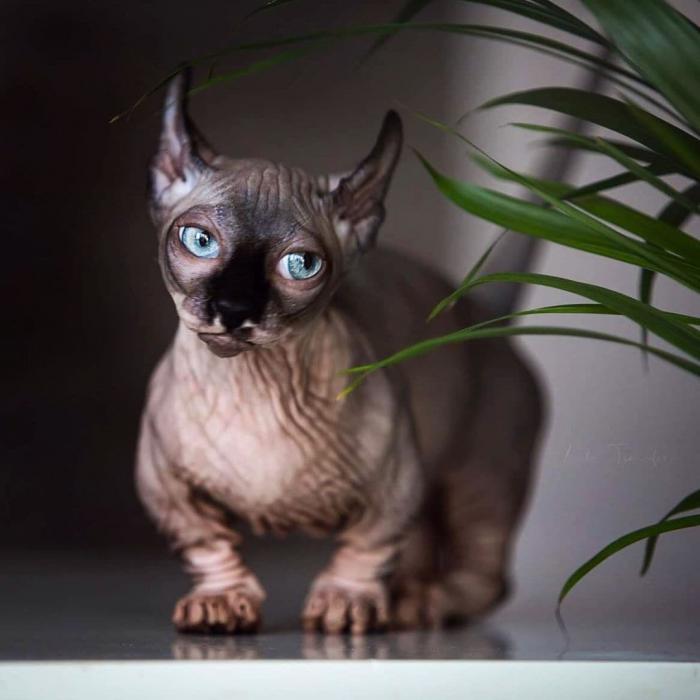 Породы домашних кошек, о которых знают не все Породы домашних кошек, о которых знают не все прикольные картинки,фото приколы,шикарные фотографии