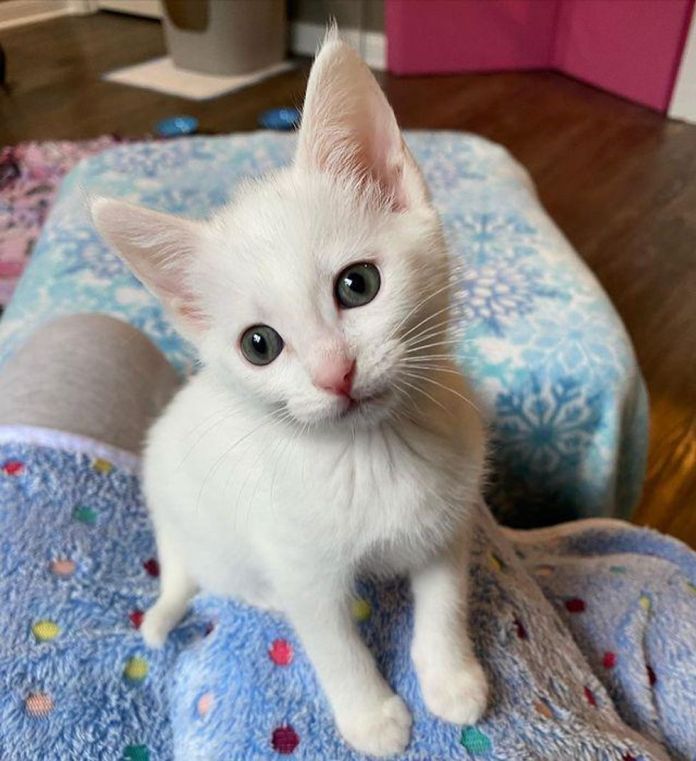 Без кота и жизнь не та