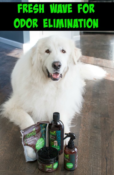 Tired of just masking odor with candles or scented sprays? Fresh Wave removes odor molecules to truly leave you with a fresh smelling home. Here's why Fresh Wave is this Pacific Northwest home's favorite for eliminating wet Great Pyrenees smell!