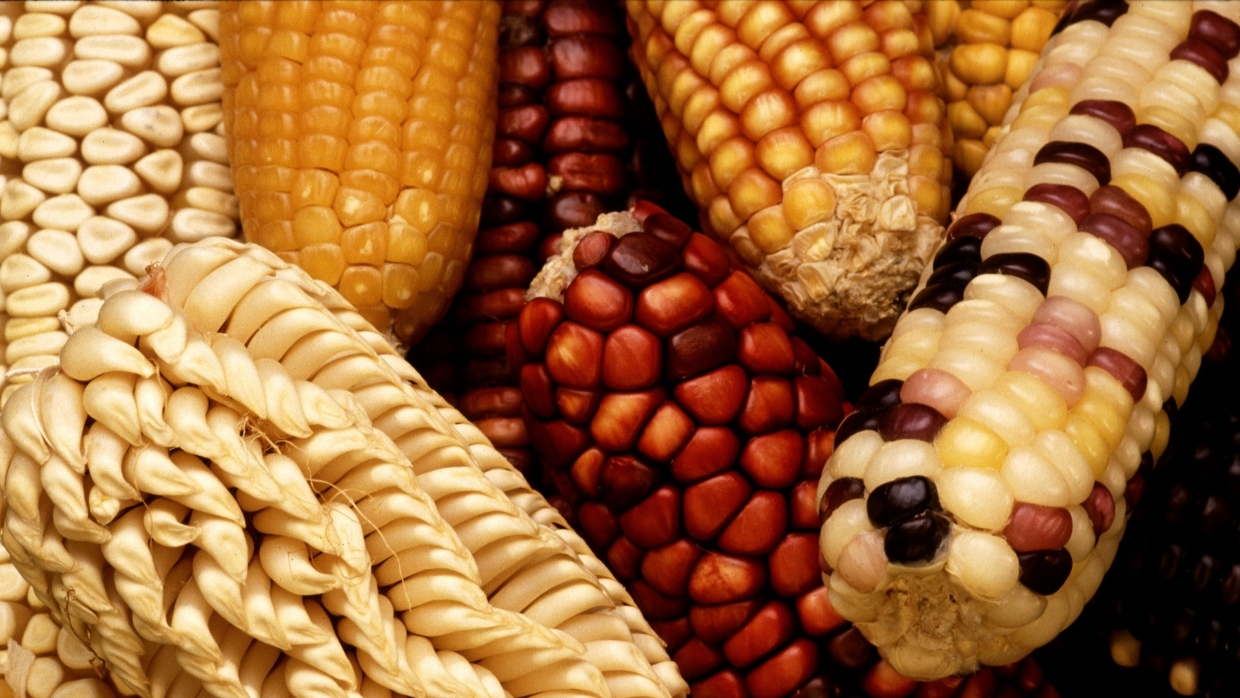 Эколог Маликов признал невозможность современной жизни без ГМО