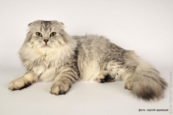 Кошачья фотосессия Кошачья фотосессия