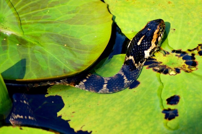 Миф или факт: все змеи умеют плавать