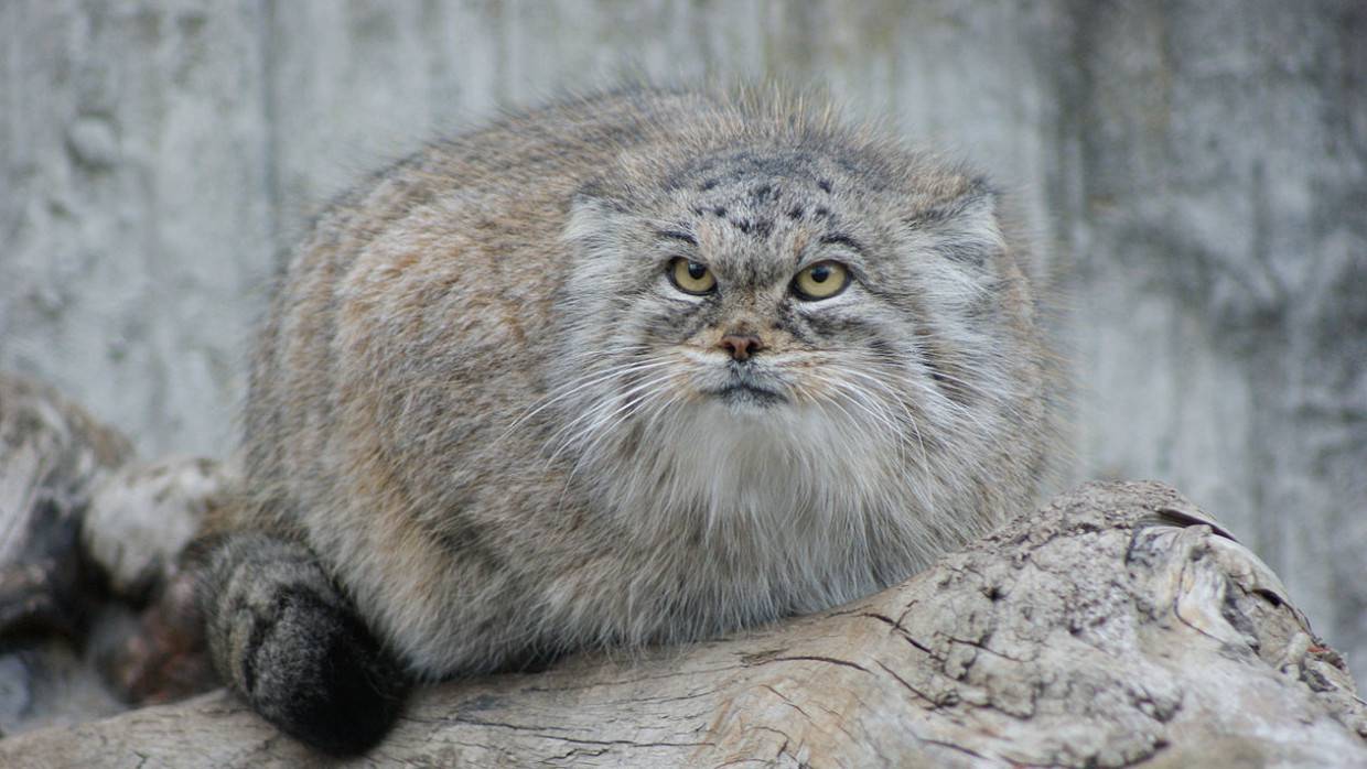 Московский зоопарк приютил двух краснокнижных манулов, которых спасли в Бурятии