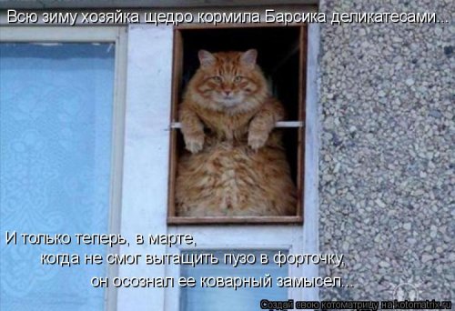 Свежая котоматрица для всех (31 шт)