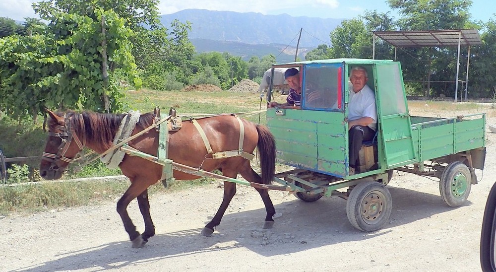 Забавные картинки для хорошего настроения Забавные картинки для хорошего настроения животные,жизнь,звери,земля,котики,коты,курьезы,мир,питомцы,планета,приколы,природа,смешное,собаки,факты,фауна,флора,щенки,юмор
