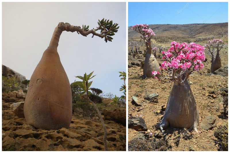 Роза пустыни - бутылочное дерево деревья, невероятное, природа, удивительное, флора