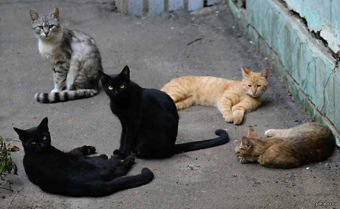 Бригады суровых котов коты, прикол, юмор