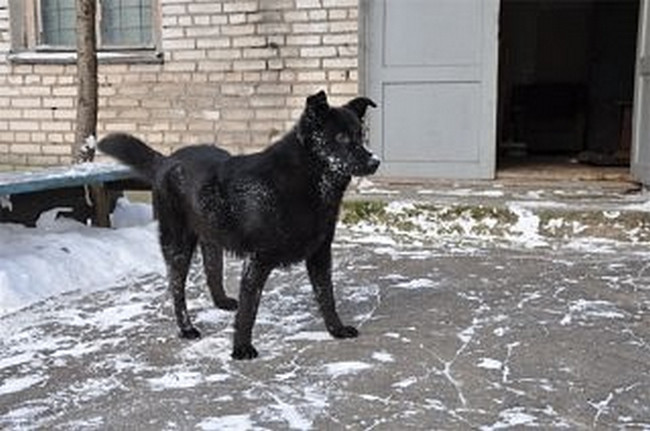 Мальчик подружился с бродячим псом, который поселился возле мусорных баков