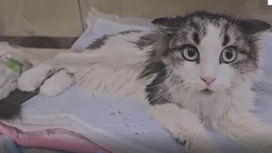 Хозяйка оставила кошку в душной квартире без еды и воды на полтора месяца. Вот как она выжила