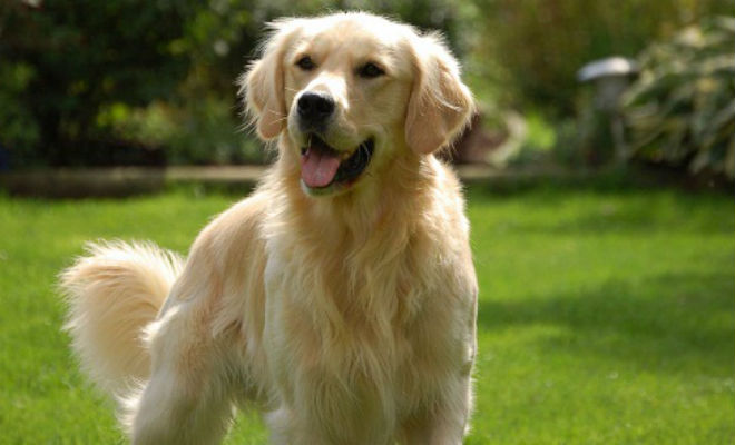 10 добрейших пород собак в мире Культура