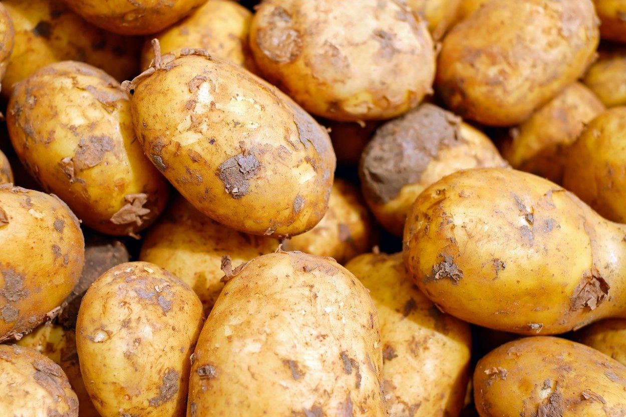 10 интересных фактов о картофеле картофель, плоды, томаты, картофеля, нельзя, хранить, картофелины, ILONAF, сельского, выращивания, приготовления, быстрого, появилось, картошку, раньше, только, вместе, поскольку, «помидофель», картофель»