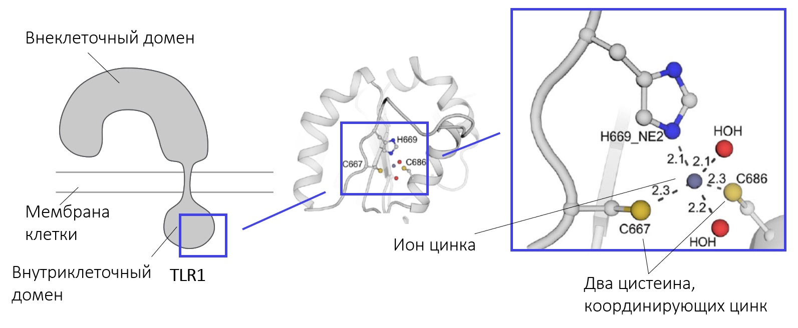Активность иона цинка. Растворение осадка гидроксида цинка. Ионы цинка в растворе. Реакции с водным раствором аммиака. Ионы цинка в растворе.