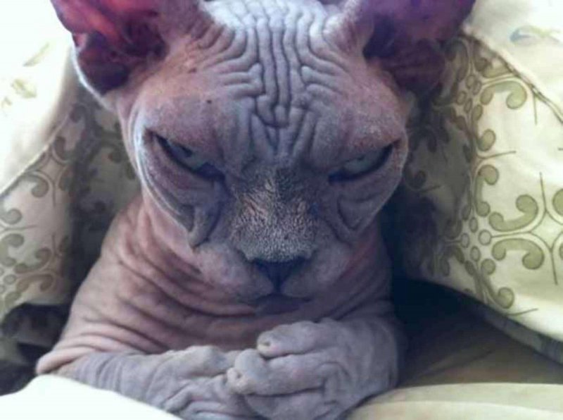 Ох уж эти котики! только, когда, очень, хозяин, больше, смешных, поэтому, хочешь Everybody, мордочку, лицезреть, достоин, кинопремий Больше, престижных, самых, достойная, сокрушается Эмоциональность, серьезная, обида, лучше, нанесена