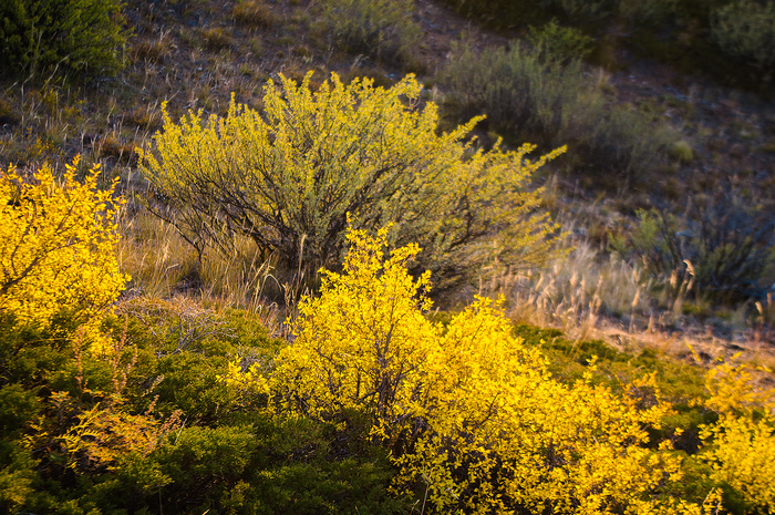 Краски горного Алтая: неожиданно и нереально Краски горного Алтая: неожиданно и нереально