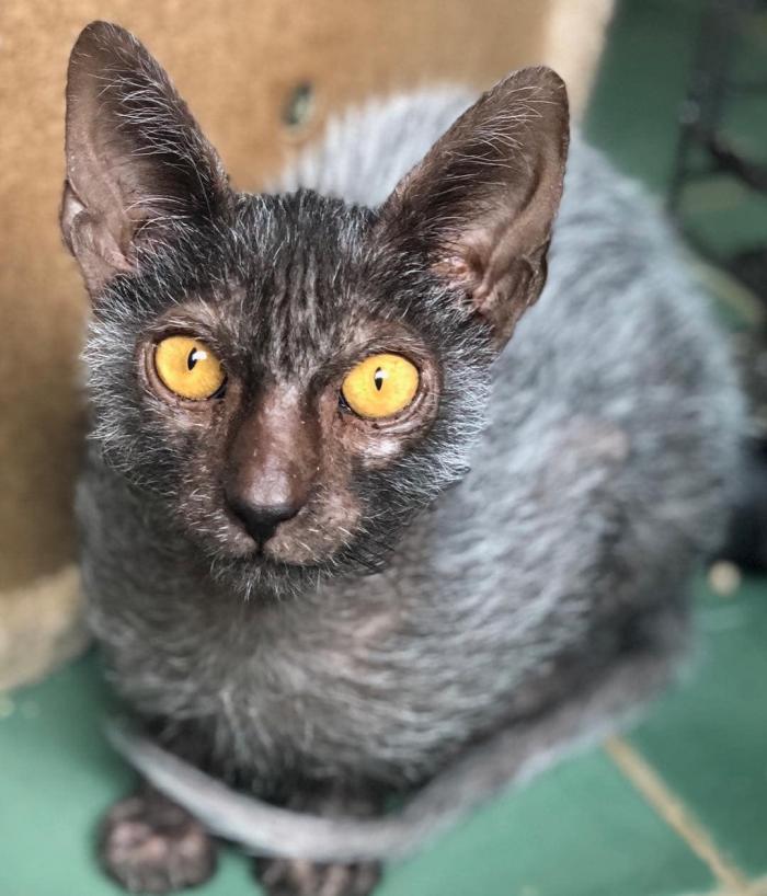 Породы домашних кошек, о которых знают не все Породы домашних кошек, о которых знают не все прикольные картинки,фото приколы,шикарные фотографии