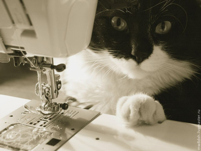 Директор, кошки и другие