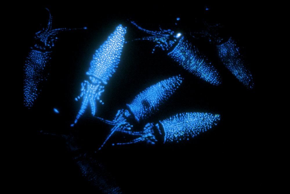 Удивительные водоёмы планеты, с которыми связаны загадочные явления Удивительные водоёмы планеты, с которыми связаны загадочные явления