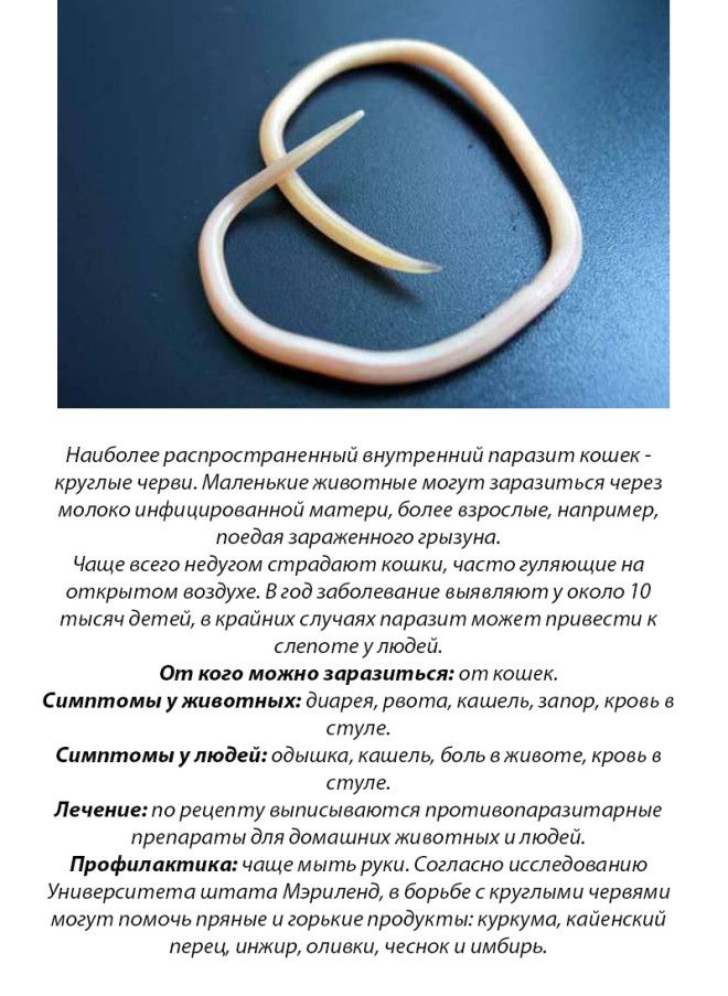 10 болезней, которыми вы можете заразиться от домашних животных 10 болезней, которыми вы можете заразиться от домашних животных