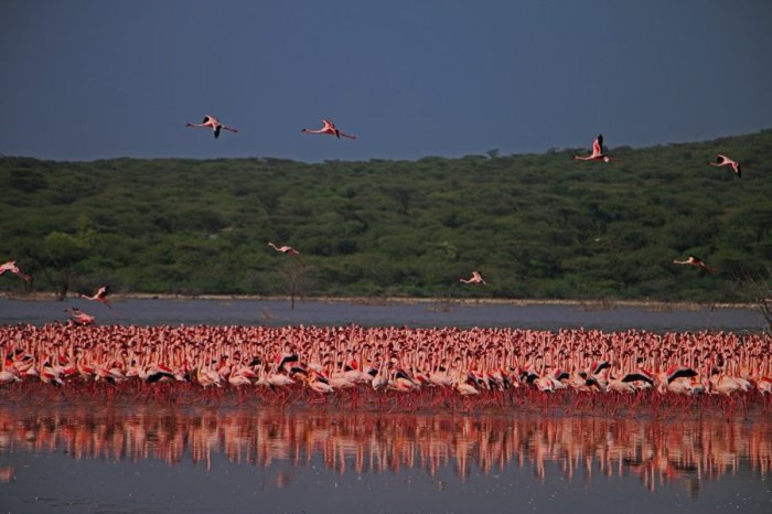 Озеро Богория: место, где можно увидеть около 2 миллионов фламинго
