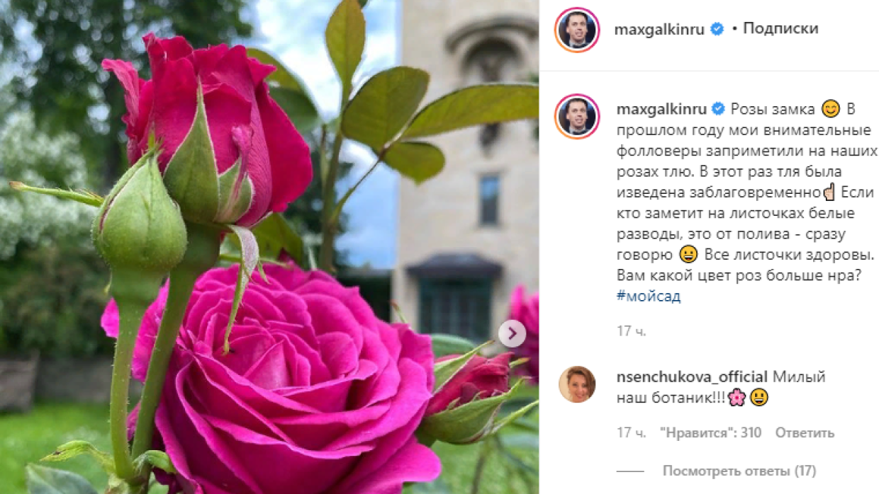 Текст песни пугачева миллион роз. 93 Розы. Пугачёва с розами. Пугачева с розами. Цена на розы в Пугачёве.