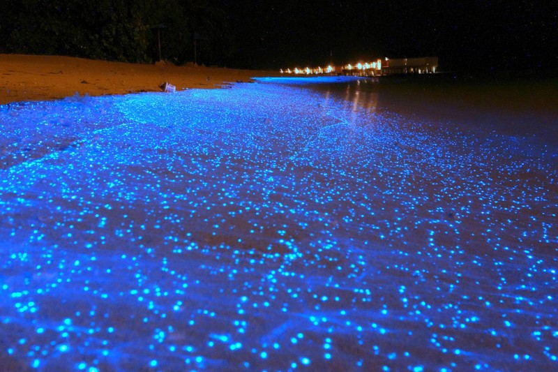 20. "Море звезд" - светящиеся волны на Мальдивах. С наступлением темноты биолюминесцентный фитопланктон начинает излучать свет природные феномены, природные явления
