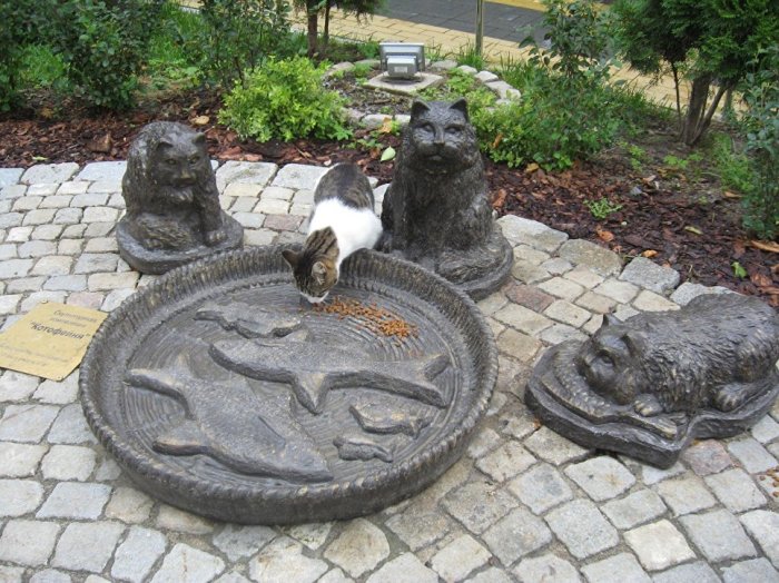 Мурлыкающий Зеленоградск: как старинный прусский городок превратился в столицу кошек Мурлыкающий Зеленоградск: как старинный прусский городок превратился в столицу кошек города,город котов,зеленоградск,путешествие,Россия