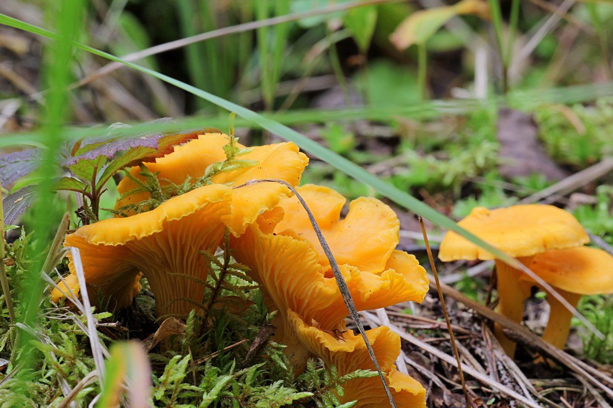 За грибами в жаркое лето