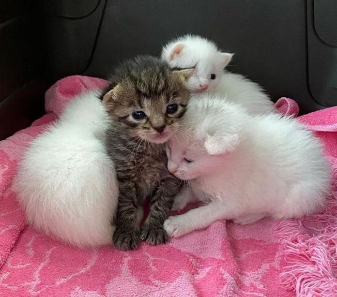Без кота и жизнь не та