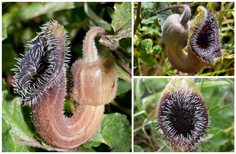 Аристолохия критская (Aristolochia cretica) красота, особенные, природа, растения, флора, цветы