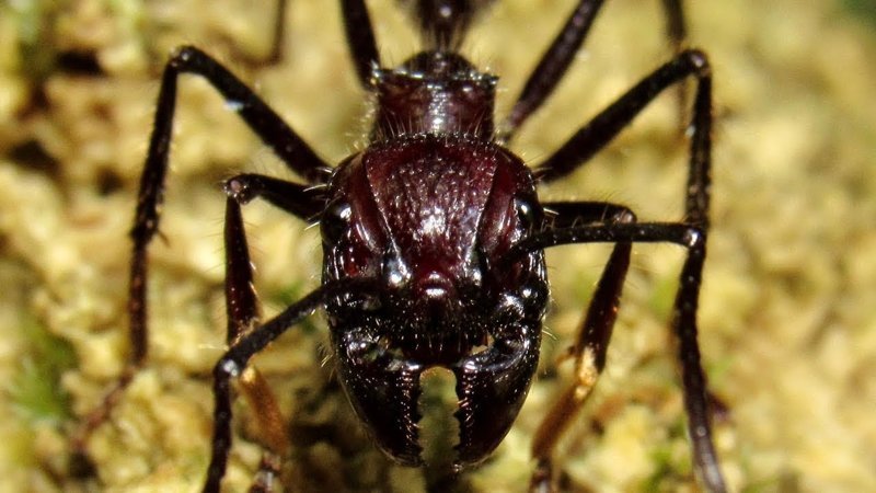 Муравей-пуля (Paraponera clavata) муравьи, насекомые, опасные, страшные, фауна