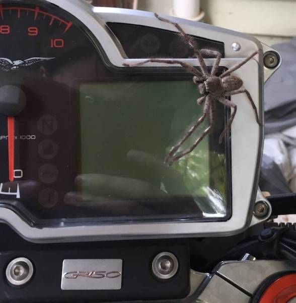 Прикольные картинки. Дневной выпуск (50 фото)