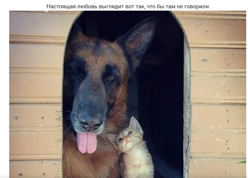 О животных и людях