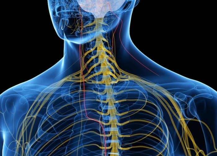 Блуждающий нерв на перекрёстке главных нервных путей блуждающий нерв,медицина,нервная система