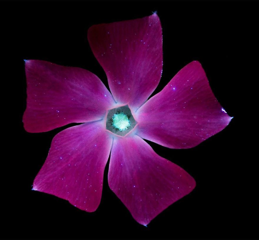 Я сфотографировал невидимый свет, который излучают растения необычное,природа,цветы