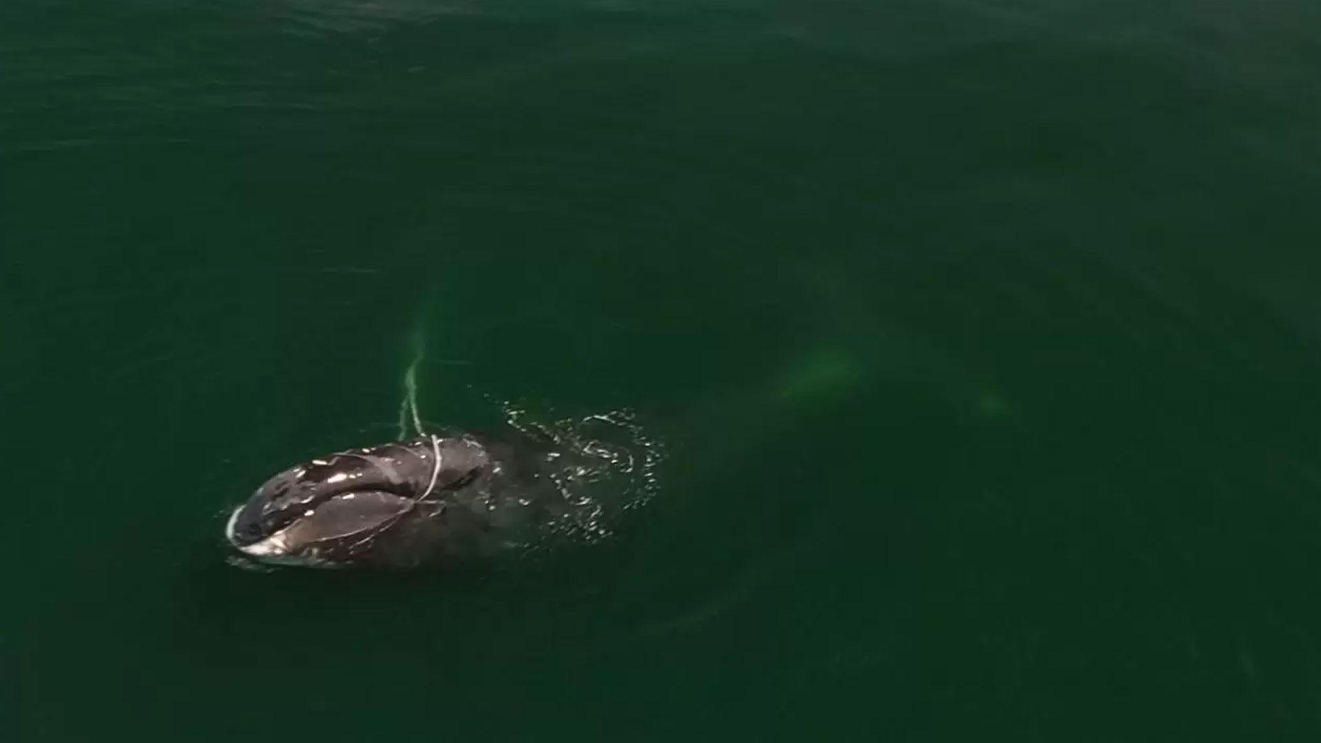 Кит в сетях. Гренландский кит Охотское море. Киты в Охотском море. Гренландский кит в сетях запутался.