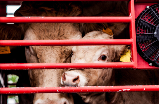 Как убивают животных, которые оказываются на вашей тарелке