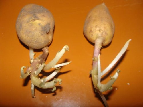 А вы знаете как из ростков вырастить полноценный картофель?