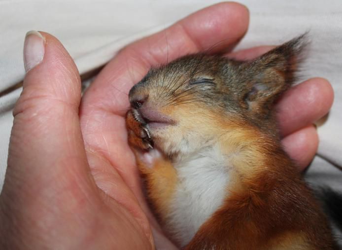 Животные, белка, позитив