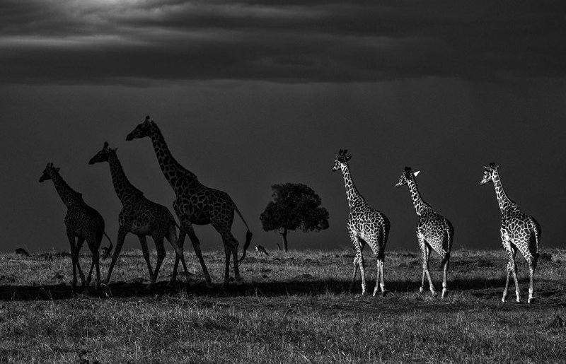 "Темная сторона равнин" (фото: Ури Голдман, Дания) Wildlife Photographer of the Year, животные, конкурс, мир, победитель, финалист, фотография