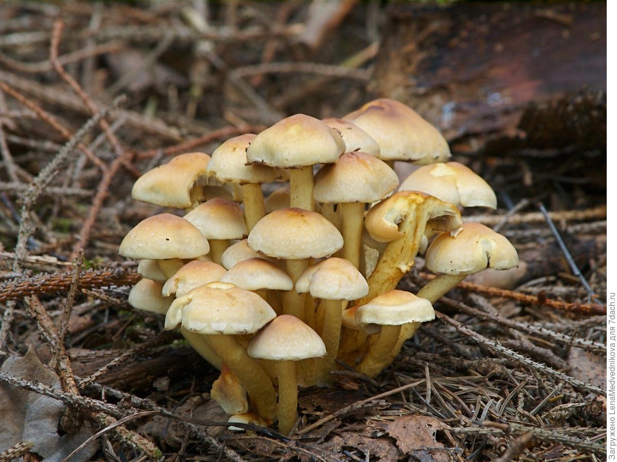 Топ-10 ядовитых грибов, которые точно не стоит класть в корзину диаметре, гриба, имеет, цвета, грибов, Ножка, лесах, после, Шляпка, легко, длиной, ядовитых, можно, смертельно, грибы, через, почти, становится, довольно, нижней