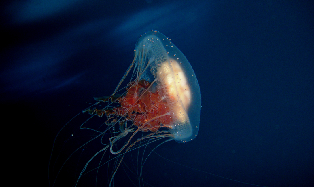 Эта медуза – единственное бессмертное существо на Земле! Turritopsis, dohrnii, может, медуза, просто, обладает, морские, стадии, Земле, который, возвращается, ученые, Однако, животные, перестают, медузы, расти, объяснениеВ, развитияТехническое, своего