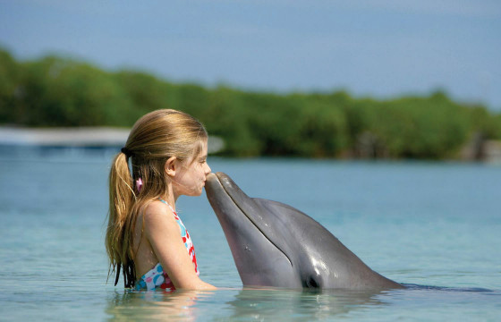 У дельфинов слабое обоняние, но отличный слух