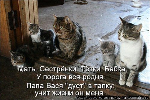 Свежая котоматрица для всех (37 фото)