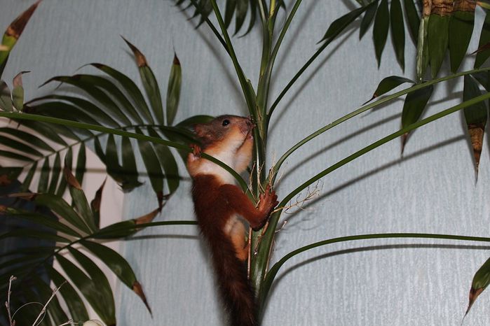 Животные, белка, позитив