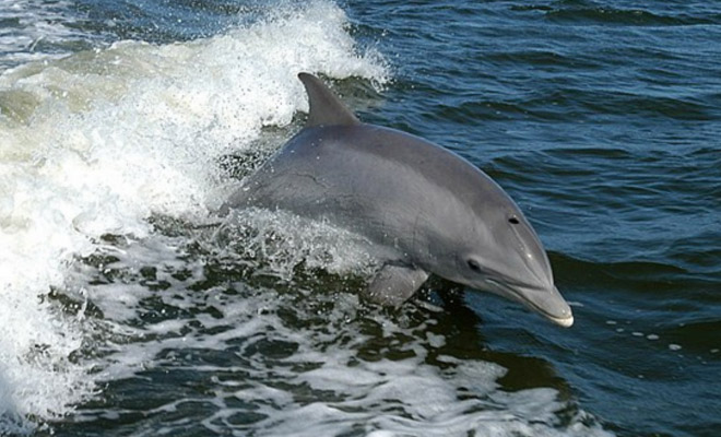 Дельфины стали скучать по людям и начали приносить на берег подарки со дна океана, чтобы привлечь внимание Культура