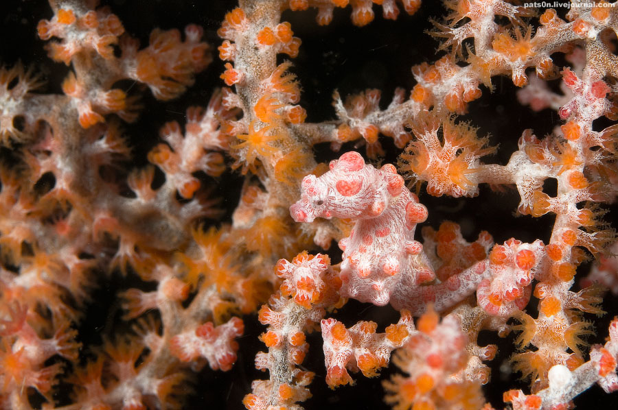 Фотография: Волшебный мир архипелага Раджа Ампат №19 - BigPicture.ru