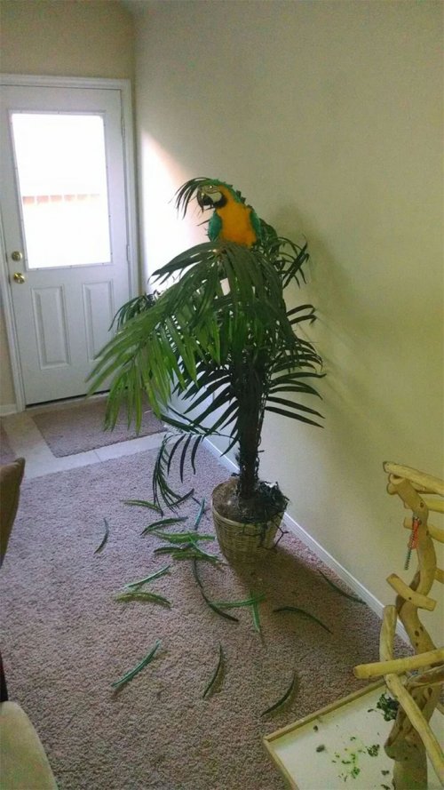 Пернатые бандиты Пернатые бандиты веселые картинки,животные,Истории из жизни,позитив,приколы,Смешные животные