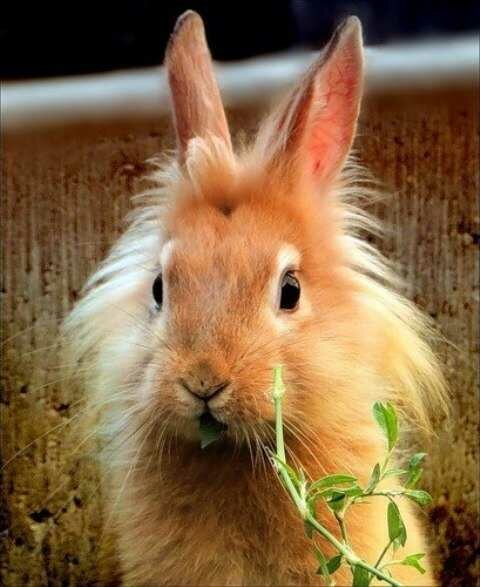 Выбираем декоративного кролика супер