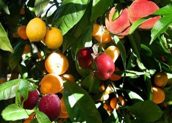 Трёхэтажные деревья - удивительные изобретения! 